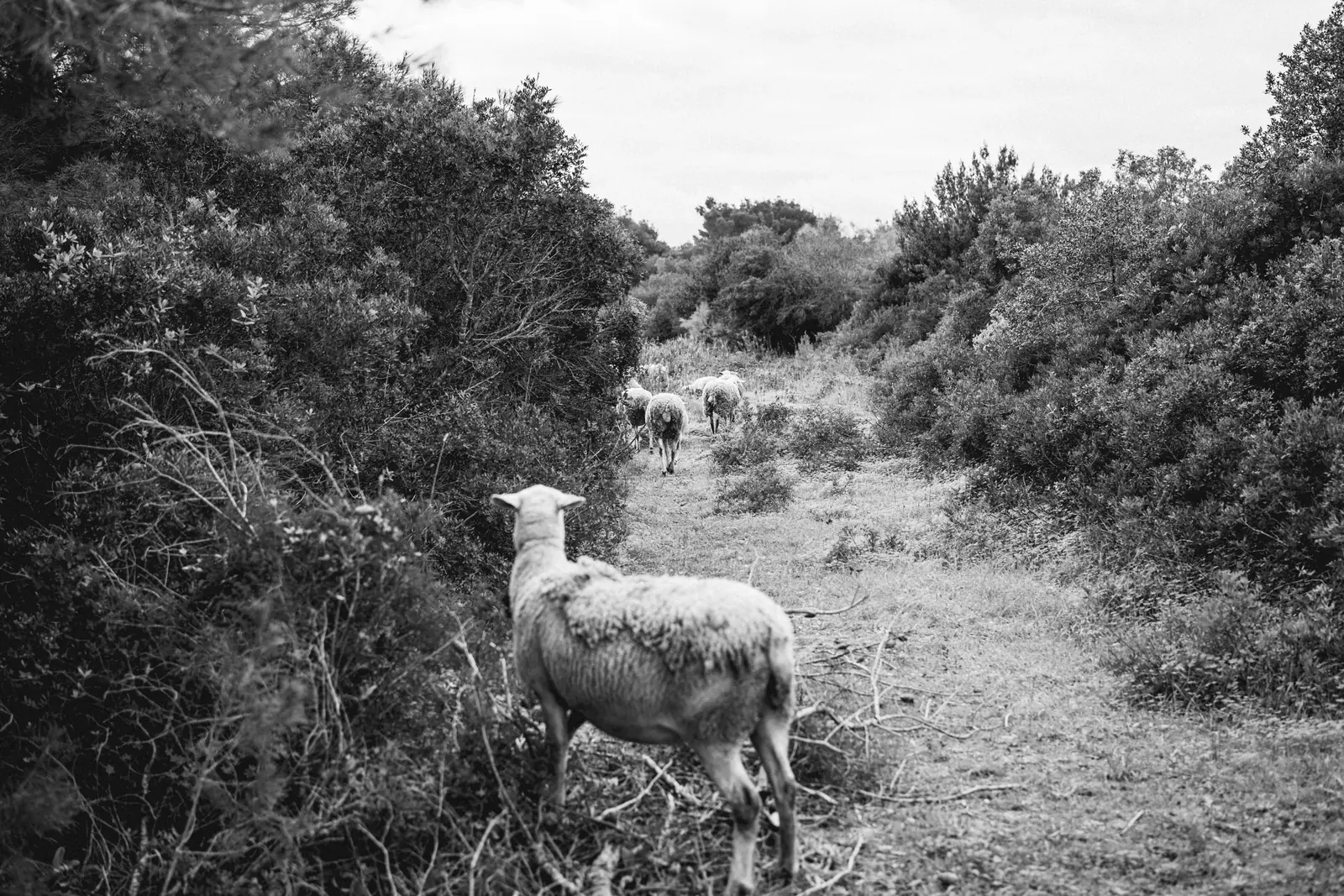 Sheep on an overgrown path
