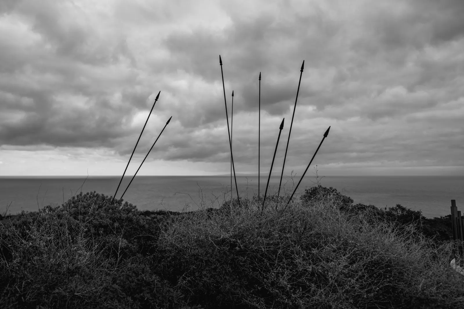 Dry stalks against a cloudy sky over the sea
