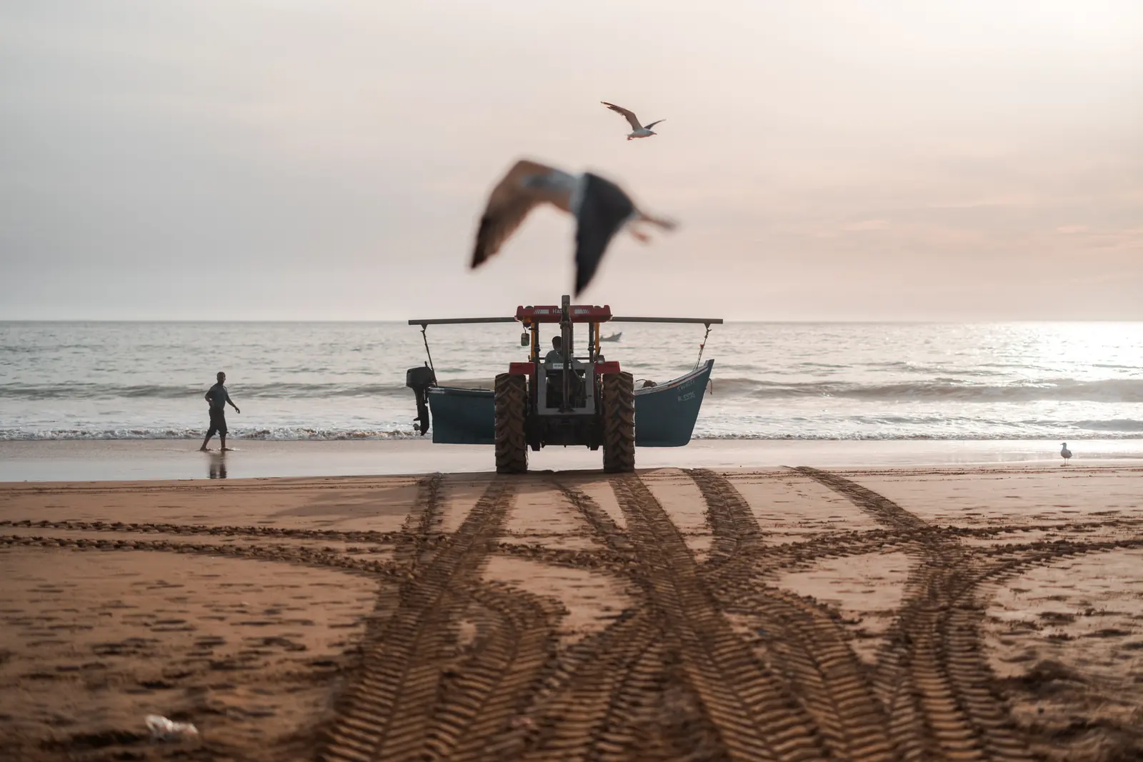 Tractor hauling a fishing boat on the beach, a gull overhead