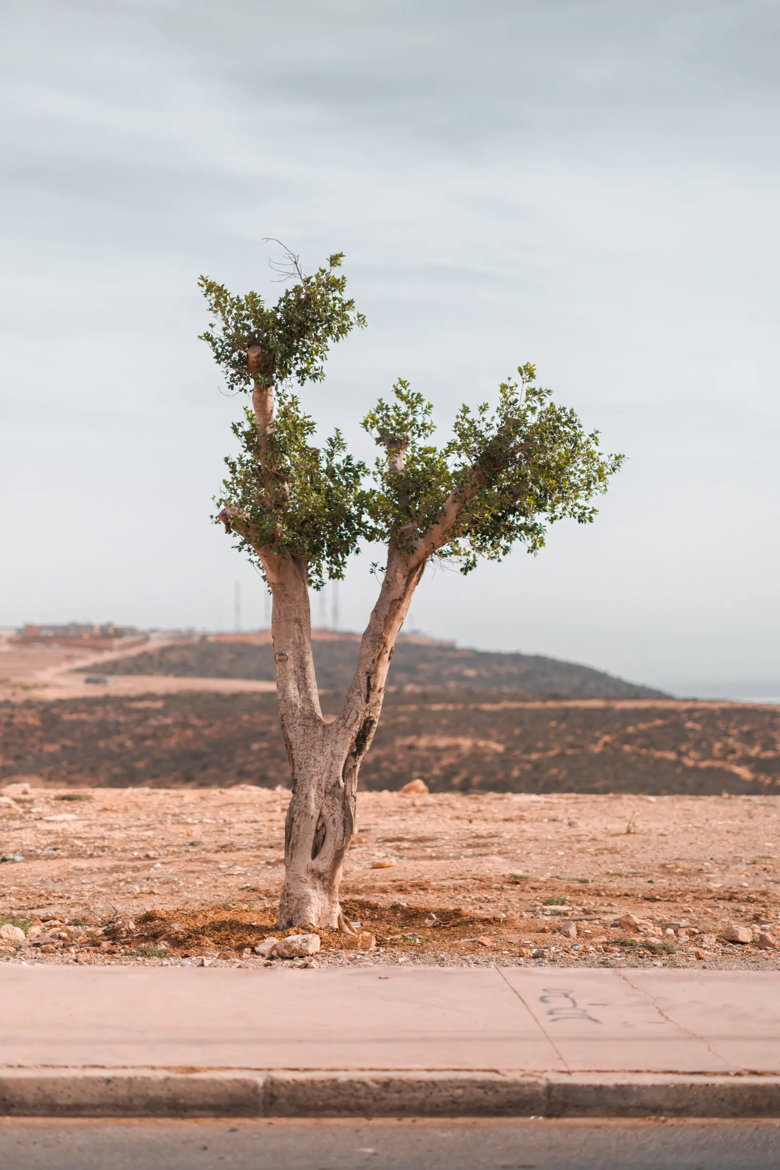 A lone argan tree by the roadside
